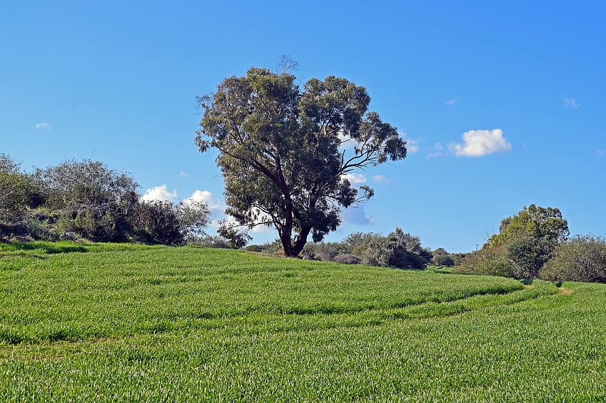 weide, Cyprus, landschap, natuur, landelijke scène, boom, zomer, groene kleur, farm, landbouw, gras