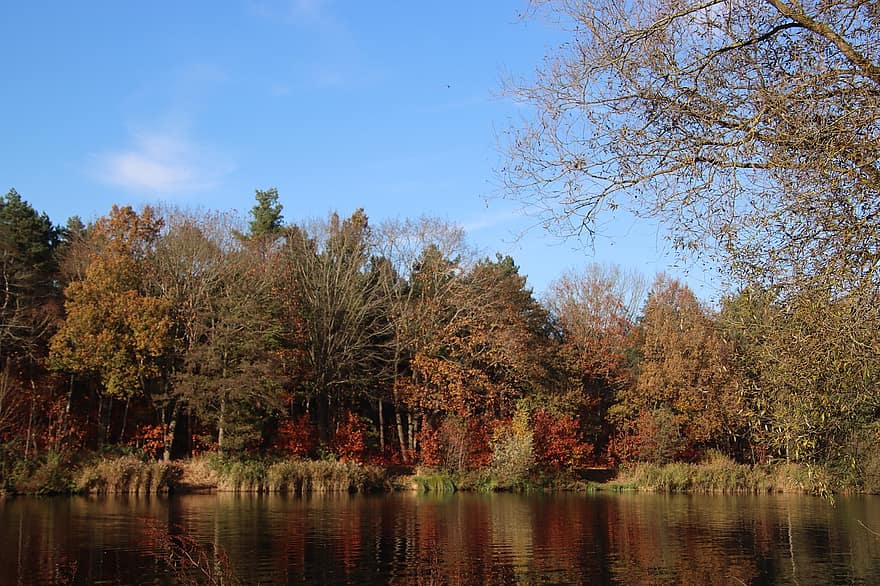湖、森林、秋、自然、木、水、反射、森の中、落葉樹、黄、葉