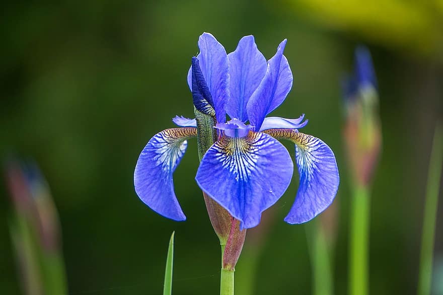 iris, bunga biru, bunga, kelopak, kelopak biru, berkembang, mekar, flora, alam, merapatkan, musim semi