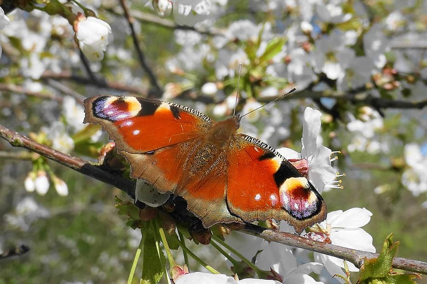 mariposa pavo real, mariposa, edelfalter, insecto, alas de mariposa, ala, primavera, naturaleza, flora, fauna, animal