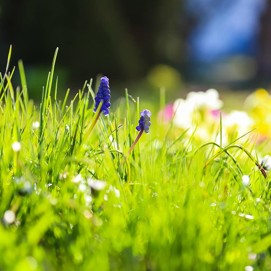 květiny, hroznový hyacint, muscari, modrý květ, květ, zahrada, jaro, zblízka, rostlina, letní, zelená barva
