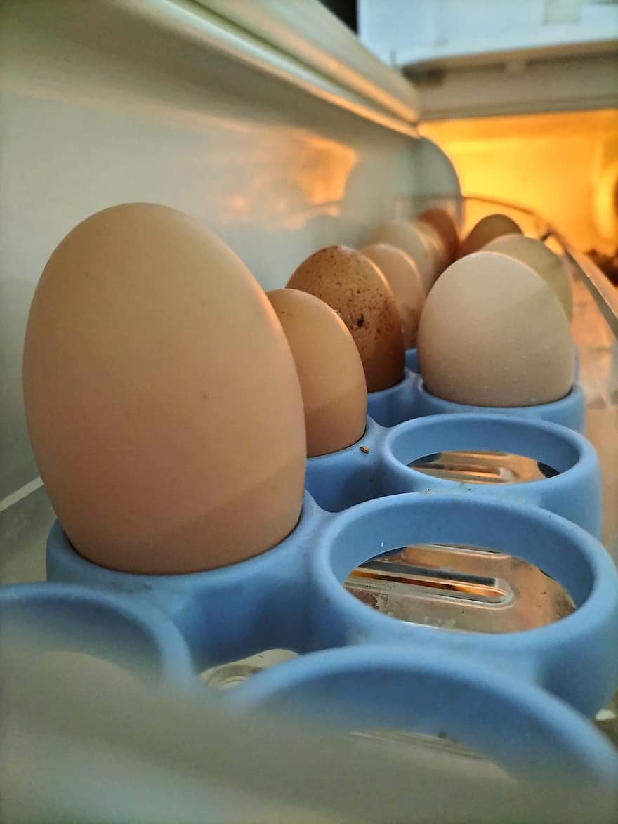 eieren, kip, voedsel, biologisch
