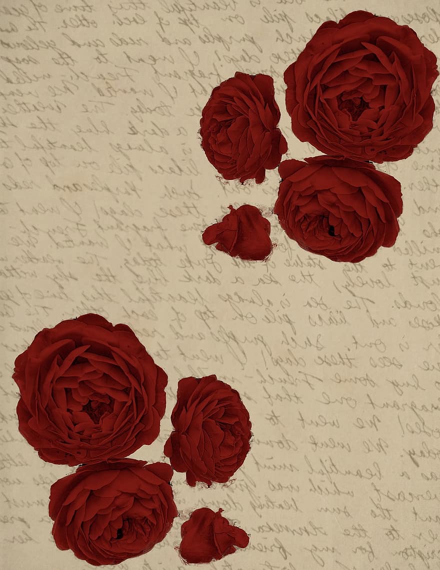 Róża, czerwony, pismo odręczne, romantyk