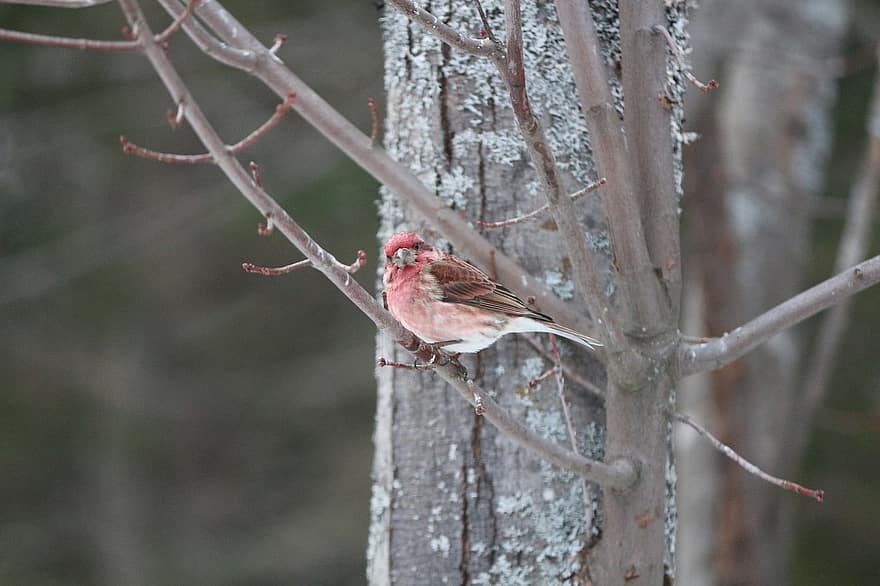 鳥、木の上に腰掛け、冬、雪、自然