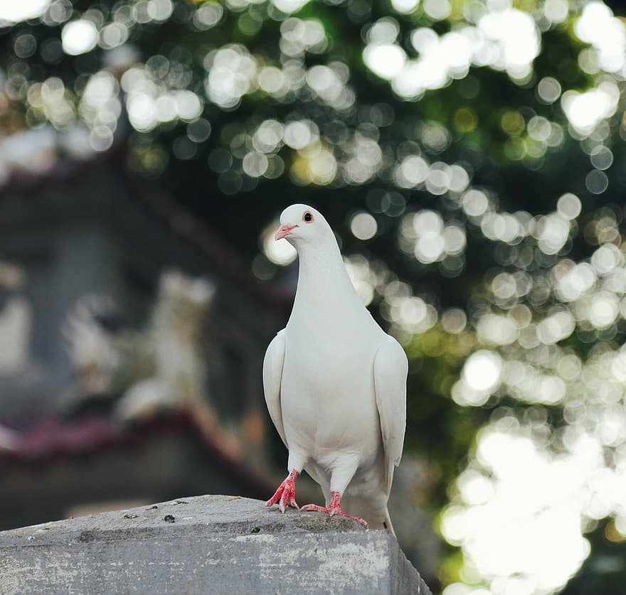 비둘기, 새, 앉은, 흰 비둘기, 동물, 깃털, 부리, 도시의, 닫다, 보케, Bo Cau Trang