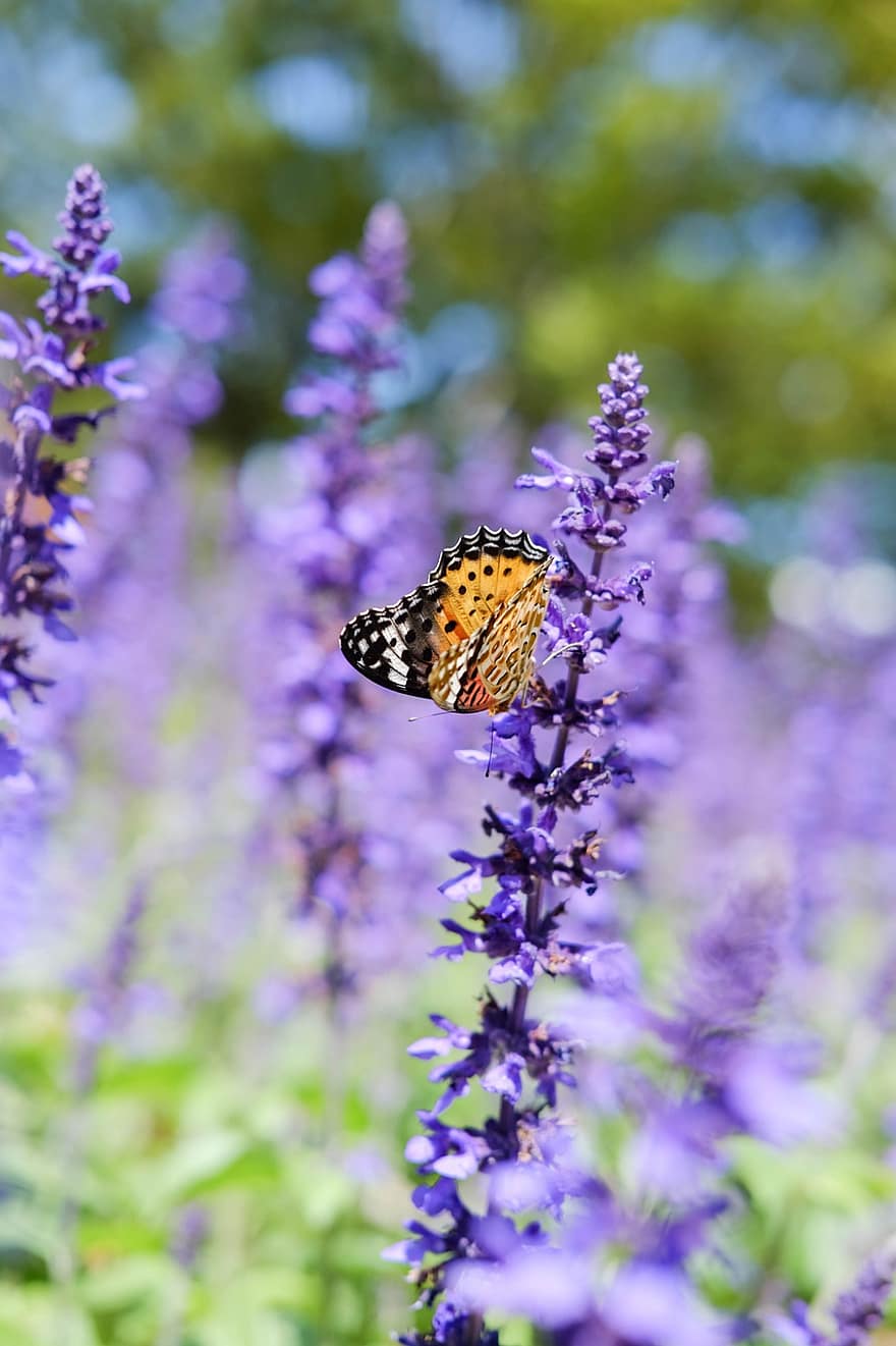 perhonen, lavenders, pölyttää, pölytys, kukat, violetit kukat, kukinto, kukinta, kukka, hyönteinen, perhoset