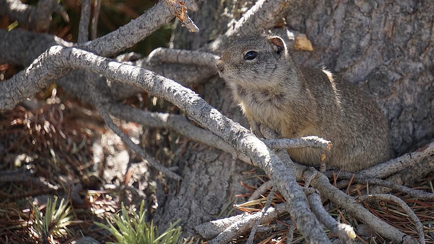 esquilo, roedor, animal, Yellowstone, Parque Nacional, Wyoming