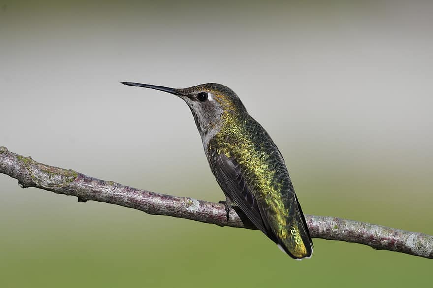 colibrì, uccello, ramo, arroccato, colibrì di Anna, uccello femmina, animale, uccello selvatico, natura, piume, becco