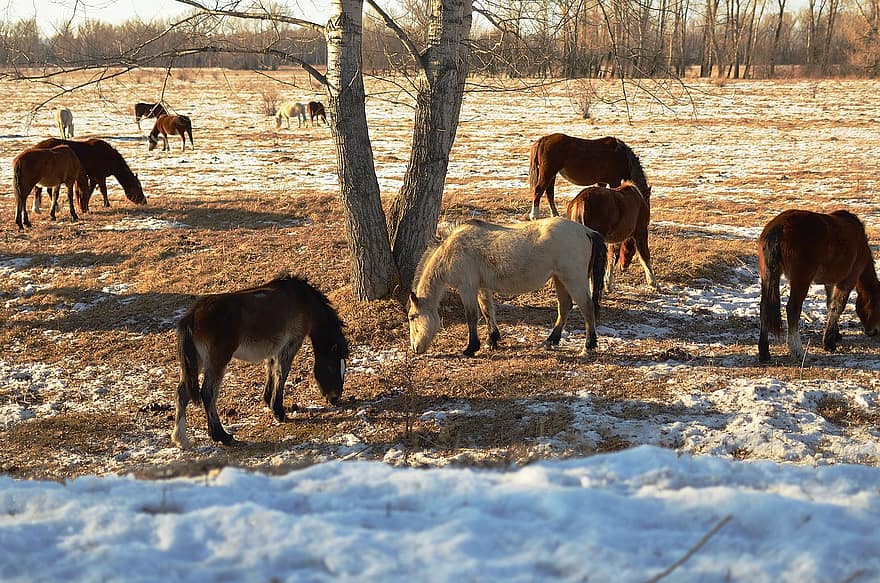 hästar, djur, vinter-, snö, besättning, betning, equines, fält, gräs, bete, äng