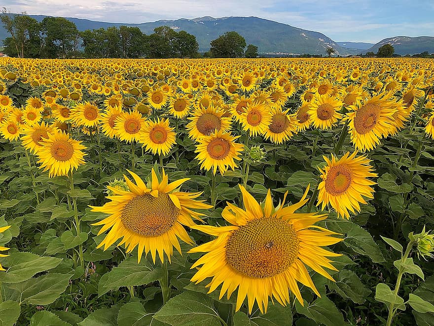 girasole, campo, fiore, giallo, natura, agricoltura, paesaggio, estate, sfondo, immagine del desktop