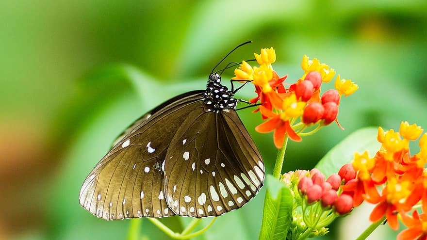 borboleta, flor, polinizar, polinização, inseto, Flor, flora, fauna, natureza