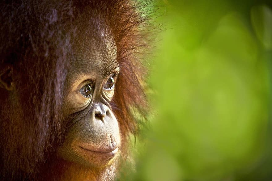 orangután, emberszabású majom, prímás, állat, természet, majom, vadon élő állatok, erdő, emlős, közelkép, veszélyeztetett fajok