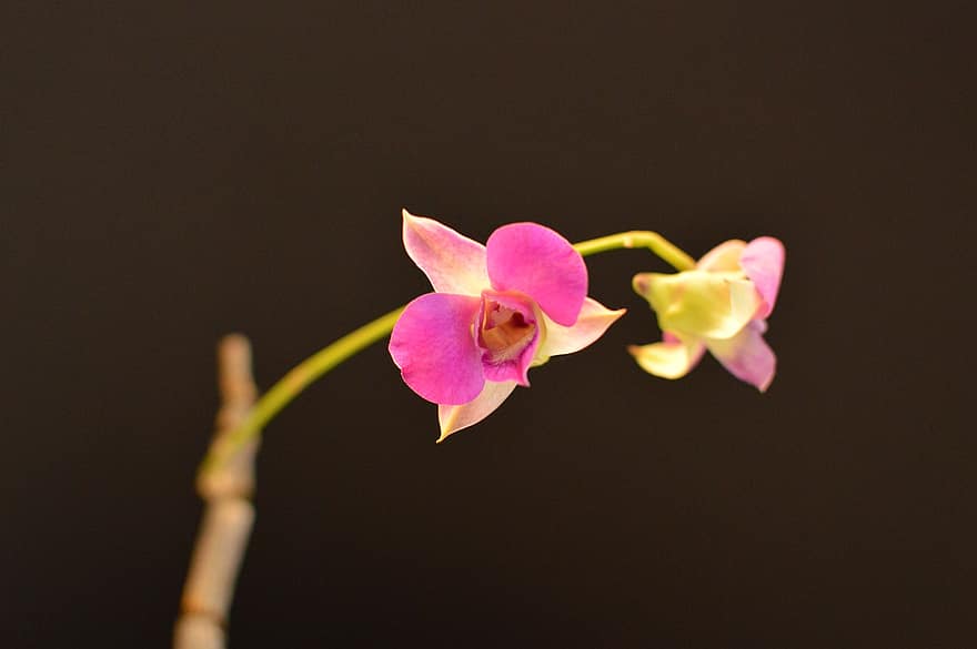 orchidee, bloem, natuur, bloemen, planten, schoonheid, detailopname, fabriek, bloemblad, bloemhoofd, blad