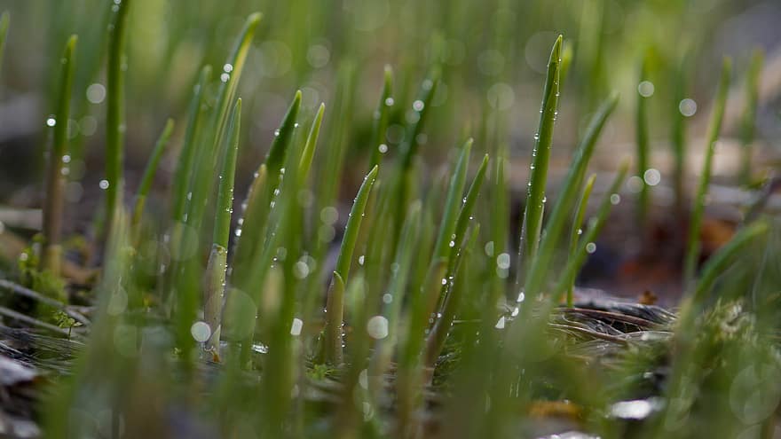 water, droplets, grass, blur, bokeh, morning, dew, drop, nature, land, green