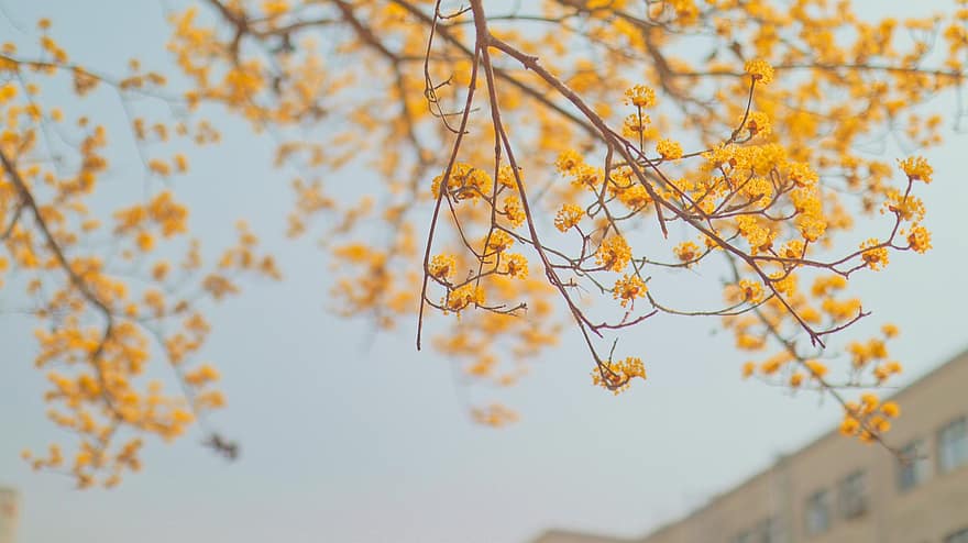Cornus, forår, blomster, træ, universitetet, Korea, anton, Andong, natur, planter, smuk