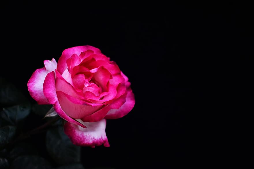 Rosa, pétalos, naturaleza, floración, flor, flor rosa, pétalos de rosa, bicolor, de cerca