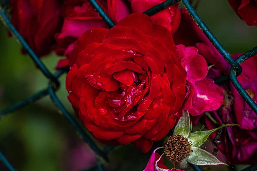 роза, цвете, цъфна роза, листенца, розови листенца, разцвет, цвят, растение, флора, венчелистче, едър план