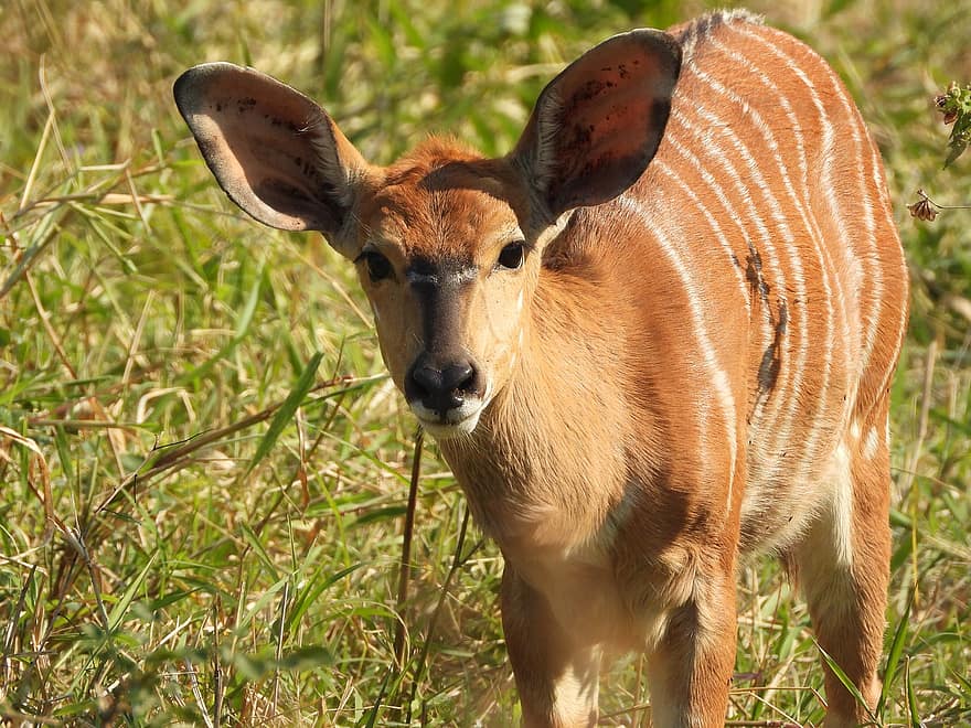 Deer, Buck, Ruminant, Antler, Hirsch, Animal, Wildlife, Wilderness, Wild, Hunting, Safari