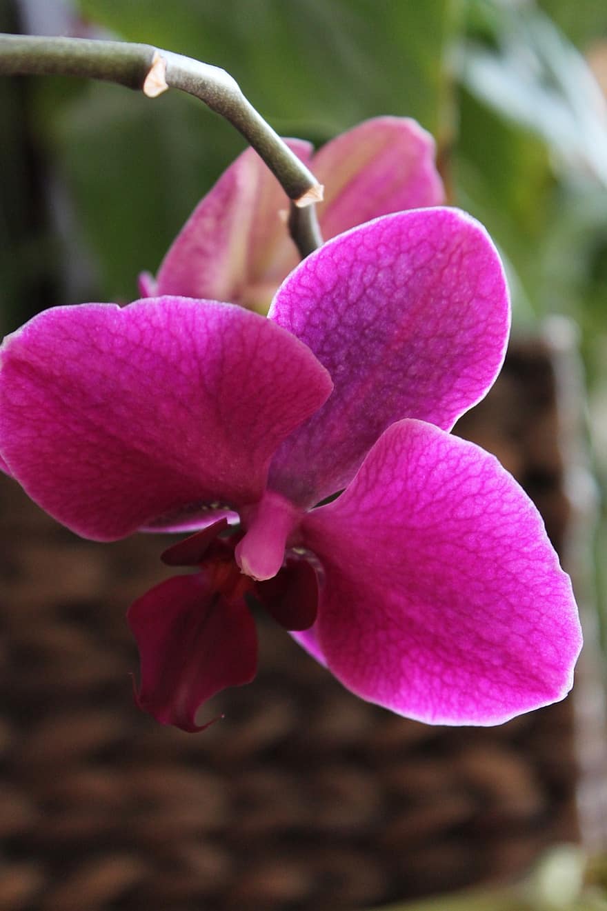 orchidea, kwiat, różowy kwiat, płatki, kwitnąć, roślina, flora, egzotyczny kwiat, tropikalny, Natura