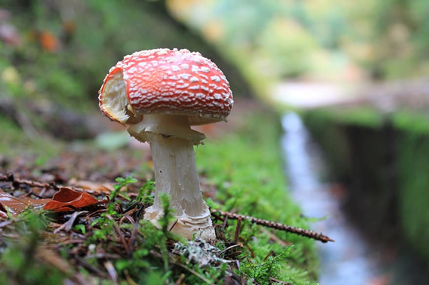 jamur, terbang agaric, lumut, terbang amanita, jamur merah, hutan, alam, jatuh, musim gugur