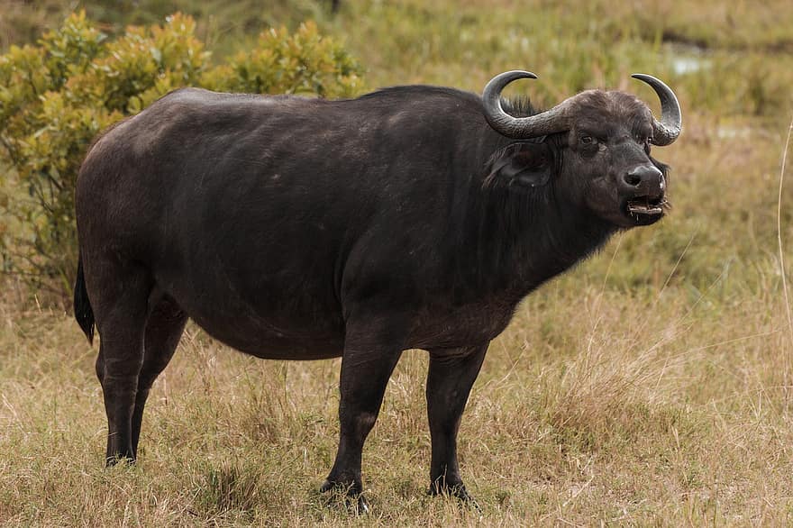 water Buffel, dier, weide, Afrikaanse buffel, Kaapse buffel, hoorns, zoogdier, dieren in het wild, wildernis, natuur, safari