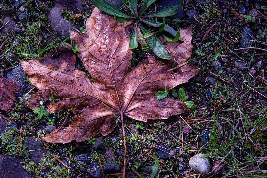 Leaf, Maple, Fall, Ground, Dried, Autumn, Nature