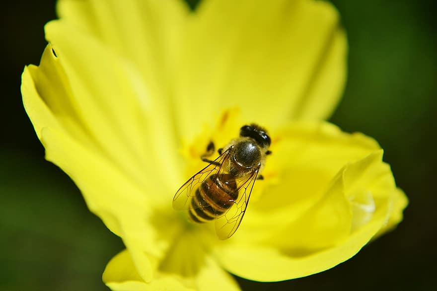 bite, antrofila, medus, medus bite, aktīvs, aizņemts, ātri, gudrs, inde, dzelt, spārni
