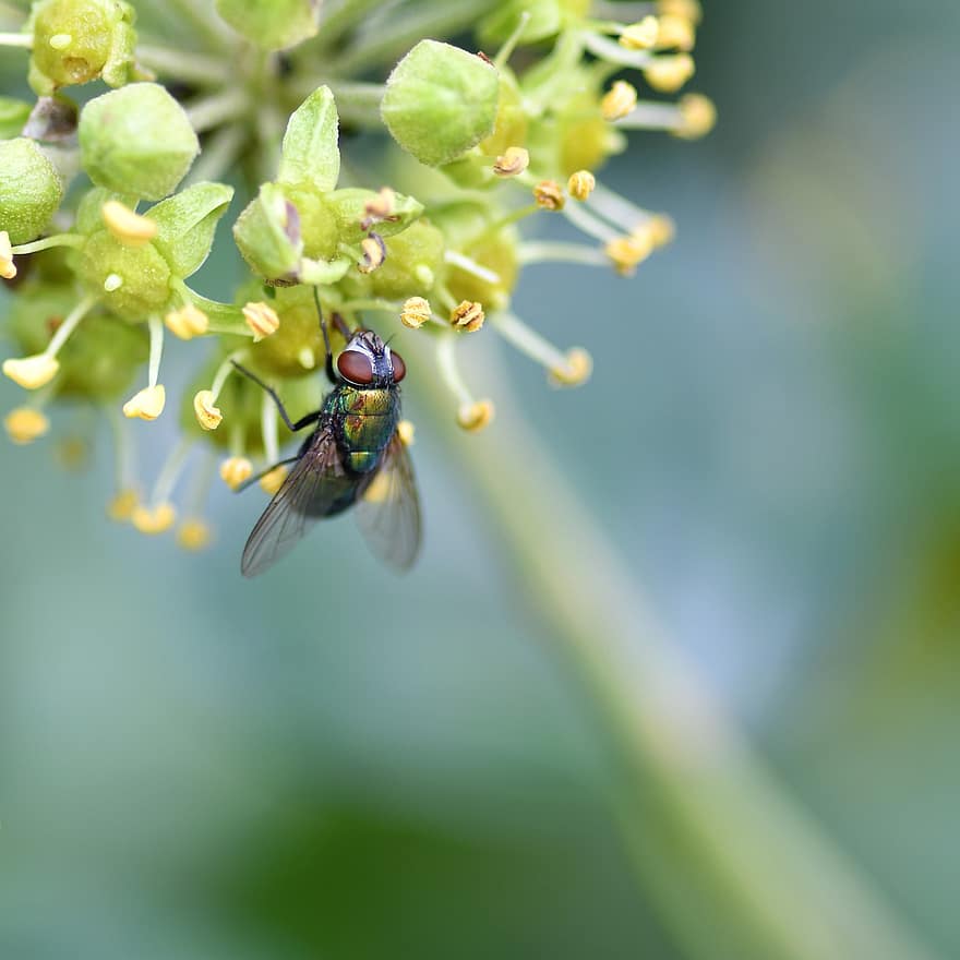 Fly, Insect, Bug, Forage, Flower, Petals, Pistils, Leaves, Foliage