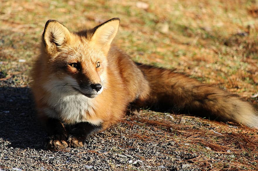 Fox, Animal, Canine, Mammal, Wildlife, Wild, Nature, animals in the wild, cute, fur, red fox