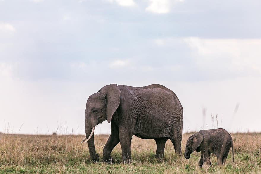 ziloņi, dzīvnieki, pachyderms, laukos, zilonis, dzīvniekiem savvaļā, Āfrika, Āfrikas zilonis, safari dzīvnieki, liels, dzīvnieku stumbrs