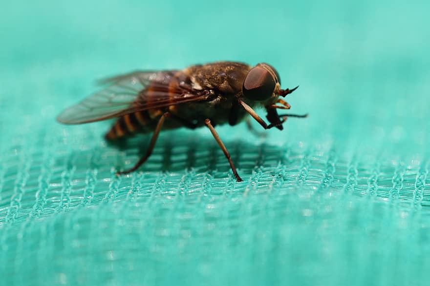 Ross Brake, เบรค, ต่อย, แมลง, ที่ทำให้คัน, rinderbremse, บินศิลปะ, Tabanidae, ธรรมชาติ, คลาน, อันตราย