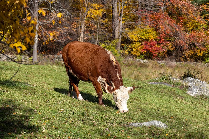 papel pintado, granja, vaca, ganado, animal, otoño, lado del país, paisaje, escena rural, hierba, prado