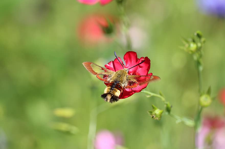 Flower, Hummingbird Hawk Moth, Insect, Wing, Animal, Flying, Plant, Nature, Owls, Moth, Wing Beat