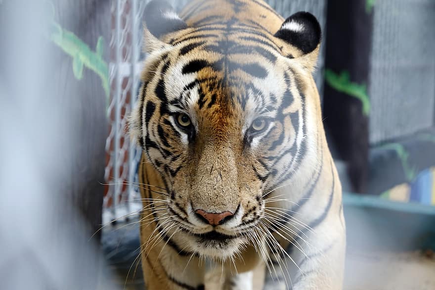 bengáli tigris, tigris, állat, királyi bengáli tigris, emlős, nagy macska, vadvilág, veszélyes