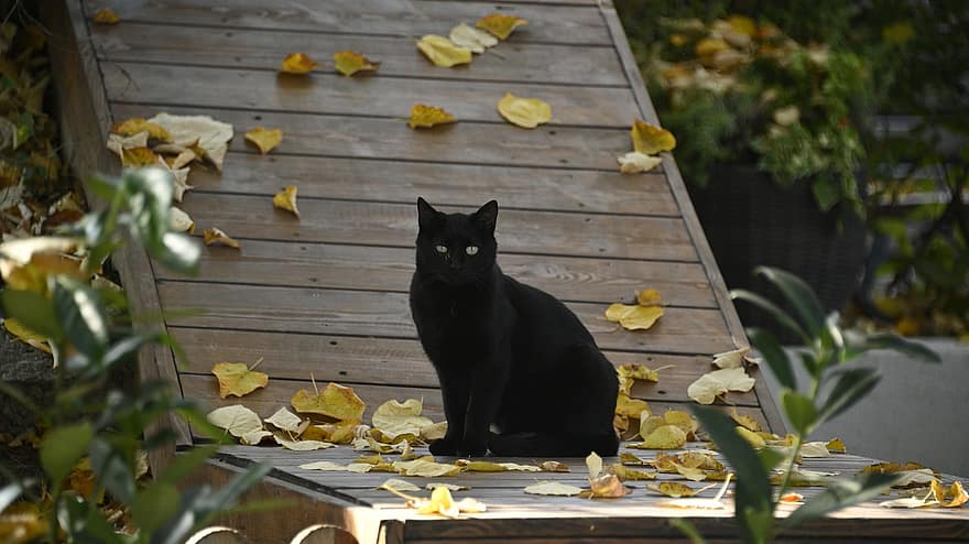 kočka, Černá kočka, podzim, venku, zvíře, Příroda, Kočkovitý, zahrada, park, domácí mazlíčci, domácí kočka