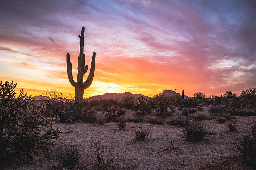 Desierto, cactus, puesta de sol, al aire libre, viaje, exploración, naturaleza