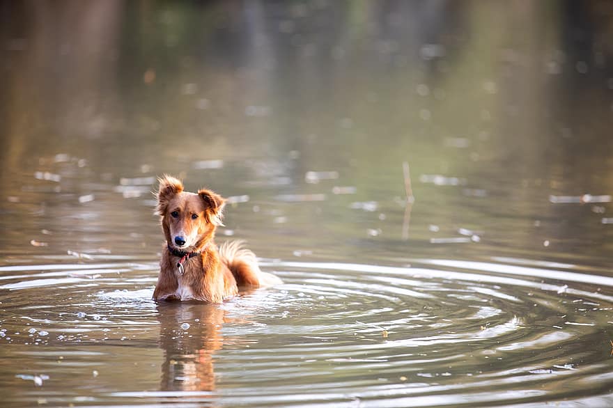 hund, canine, innsjø, dam, kjæledyr, innenlands, dyr, søt, valp, rasehunden, vann