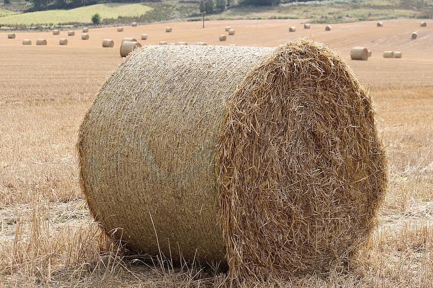 Hay, Roll, Field, Straw, Grass, Dried, Farmland, Croplands, Harvest, Round, bale