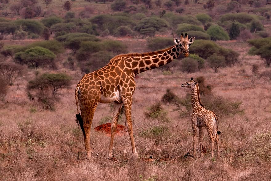 giraffen, kalf, safari, Jonge Giraf, jong dier, dieren, zoogdieren, dieren in het wild, fauna, wildernis, natuur