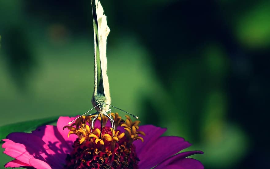 sommerfugl, insekt, blomst, Zinnia, natur, vinger, hage