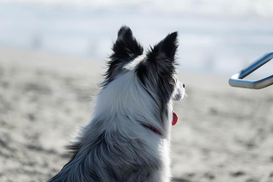 koira, lemmikki-, eläin, kotimainen koira, koiran-, nisäkäs, pörröinen, ranta, meri, hauska, valtameri