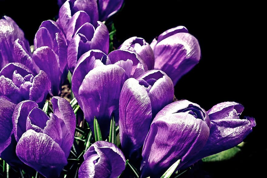 цветы, крокусы, весна, сад, природа, ботаника, цветение, цвести, лепестки, пурпурный, цветок