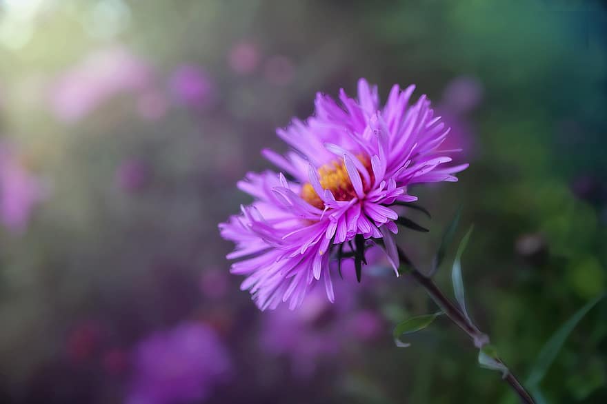 квітка, пурпурна квітка, цвітіння, фіолетові пелюстки, пелюстки, флора, квітникарство, садівництво, ботаніка, рослини, природи