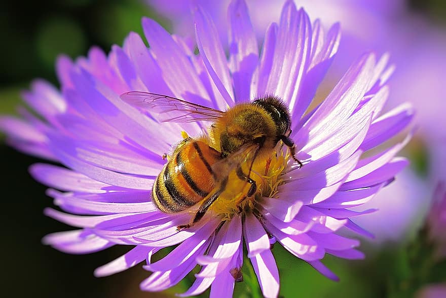 نحلة ، حشرة ، زهرة ، عسل النحل ، حيوان ، نبات ، حديقة ، طبيعة