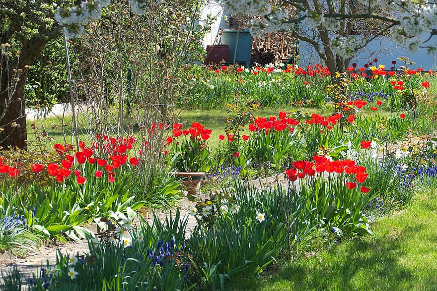 flor, tulipes, naturalesa, prat, primavera, estacional, jardí, planta, estiu, color verd, herba