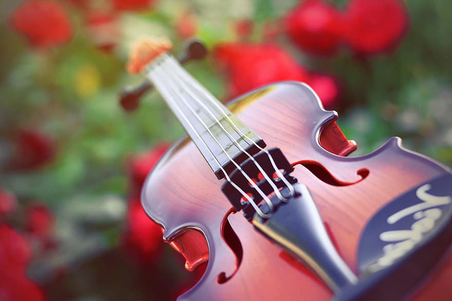 vijole, virknes, mūzikas instruments, stīgu instrumentu, noliecis stīgu instrumentu, mūziku, mūzikas, instrumentu, klasiskā mūzika, ziedi