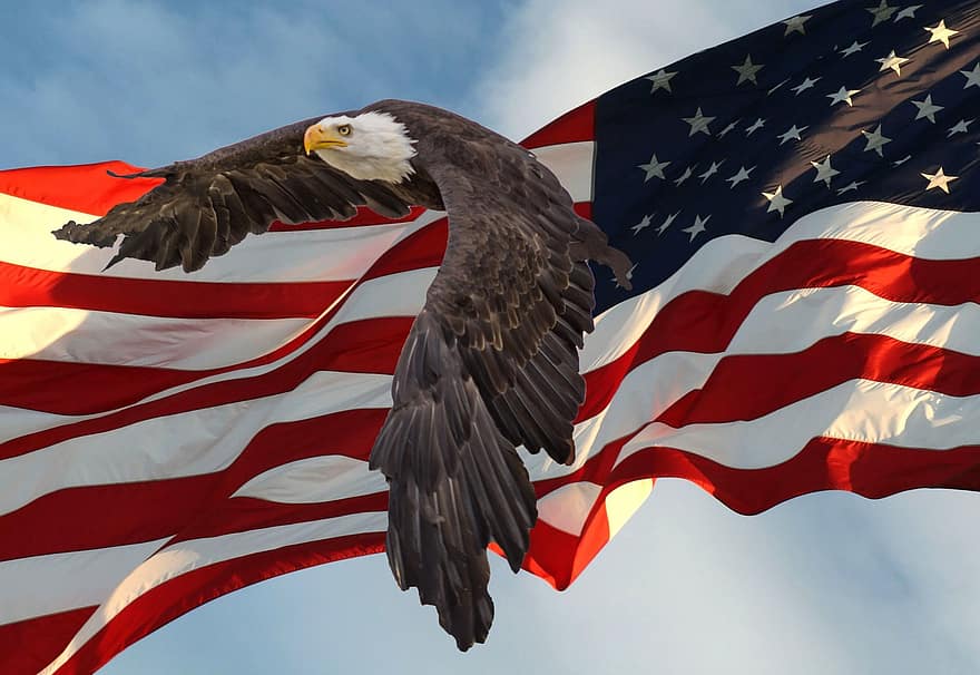 flaga, orzeł, USA, Ameryka, symbol, patriotyczny, dom, rząd, naród