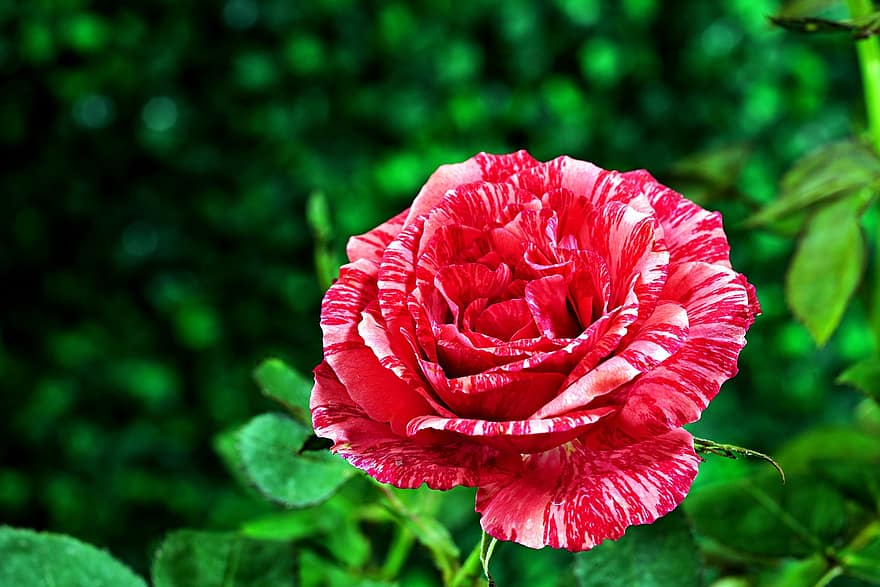 Rose, Blume, Pflanze, Zweifarbige Rose, Blütenblätter, blühen, Flora, Natur, Garten, Nahansicht, Blütenblatt