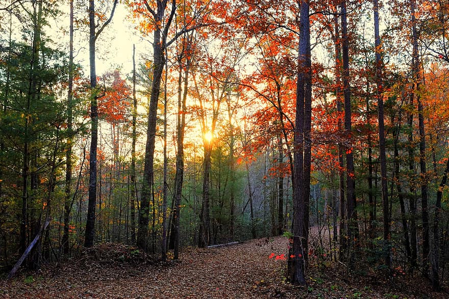 efterår, skov, Skov, natur, pathway, vej, solnedgang