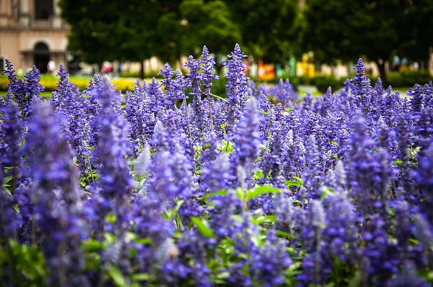 lavenders, λουλούδια, μοβ λουλούδια, μοβ πέταλα, βοτανική, άνθηση, φύση, κήπος, άνθος, ανθίζω, φυτά